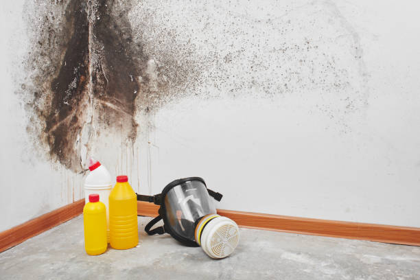 Best Local Mold Removal Service  in Bessemer City, NC