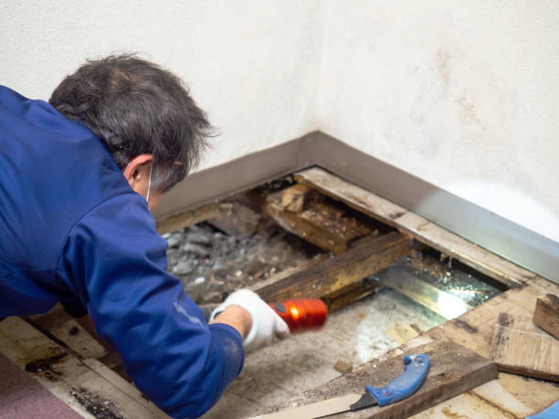Professional Mold Removal in Bessemer City, NC