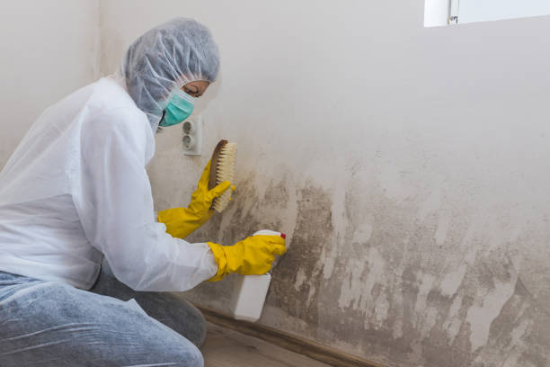 Best Attic Mold Removal  in Bessemer City, NC