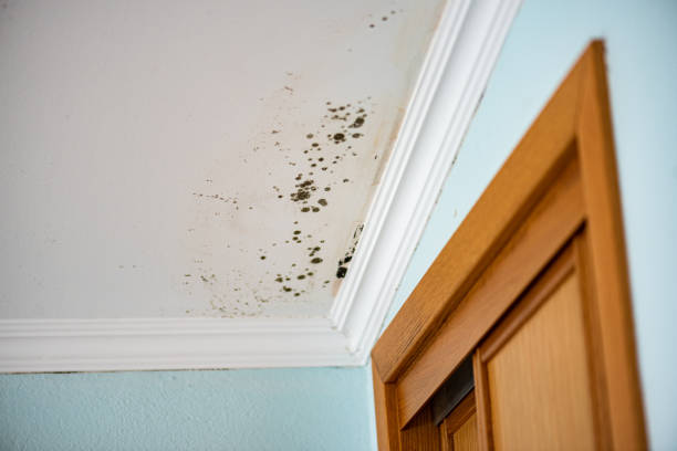 Best Residential Mold Removal  in Bessemer City, NC