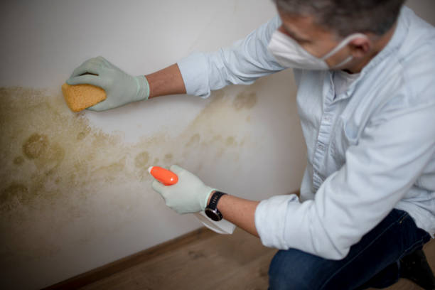 Mold Removal Process in Bessemer City, NC