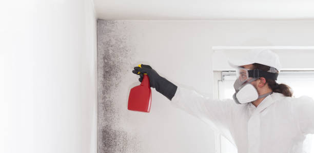 Trusted Bessemer City, NC Mold Removal Experts