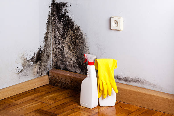 Best Professional Mold Removal  in Bessemer City, NC