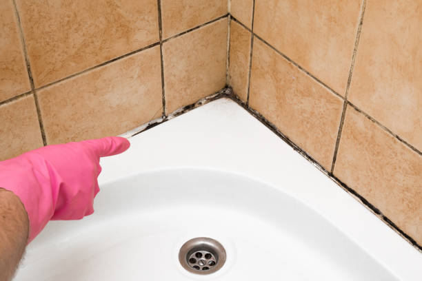Best Certified Mold Removal  in Bessemer City, NC